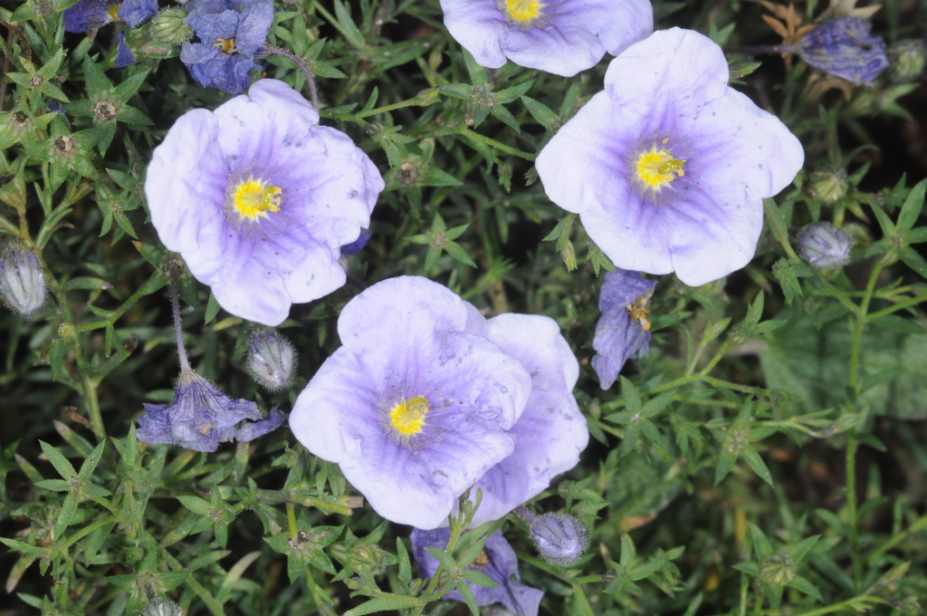 petunias and allies