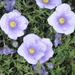 Petunias and Allies - Photo (c) aacocucci, some rights reserved (CC BY-NC), uploaded by aacocucci