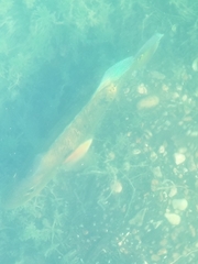 Cichla ocellaris