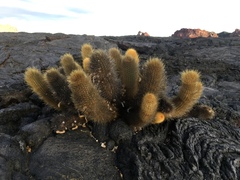 Brachycereus nesioticus