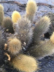 Brachycereus nesioticus