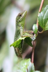 Anolis gemmosus