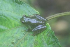 Rulyrana flavopunctata