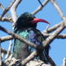 Larger Green Woodhoopoe - Photo (c) Dewald du Plessis, some rights reserved (CC BY-NC), uploaded by Dewald du Plessis