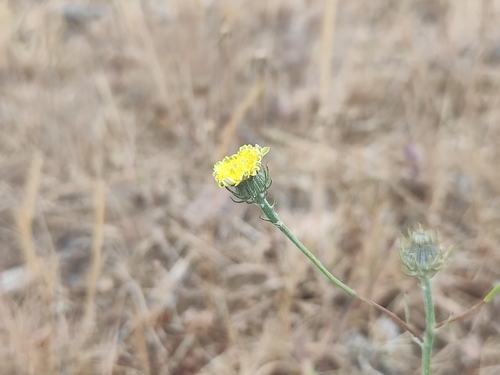 Image of Tolpis umbellata by (c) Augustin Soulard, some rights reserved (CC BY)