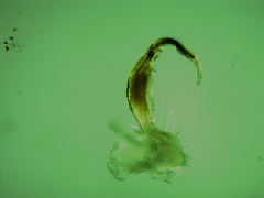 Polydesmus complanatus