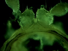 Polydesmus complanatus