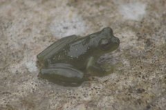 Rulyrana flavopunctata