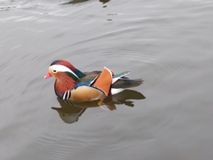 Aix galericulata
