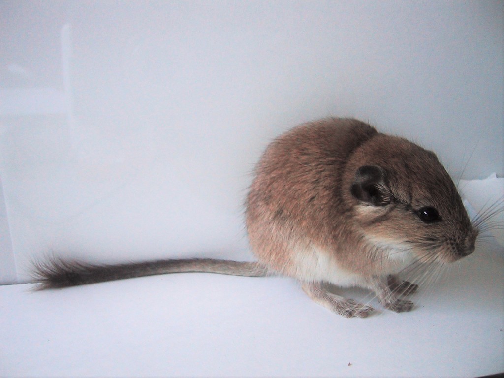 Red Viscacha-Rat