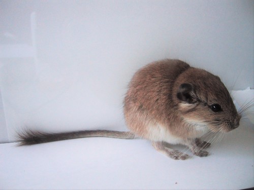Plains Viscacha Rat (Tympanoctomys barrerae) — Near Threatened Mammalia