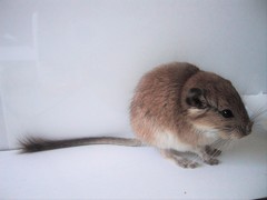 Red Viscacha-Rat photo 1