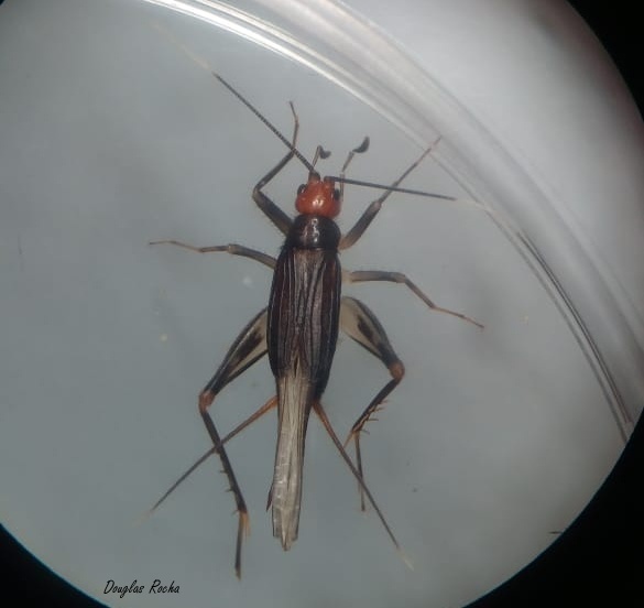 Adelosgryllus rubricephalus