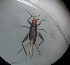 Adelosgryllus
