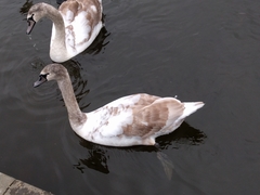 Cygnus olor