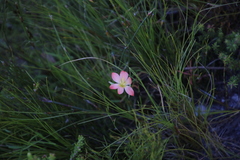 Gladiolus brevitubus
