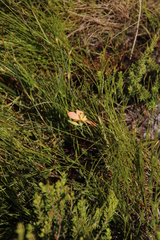 Gladiolus brevitubus