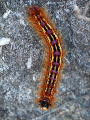 Eutricha bifascia