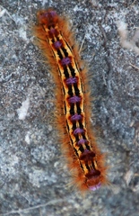 Eutricha bifascia