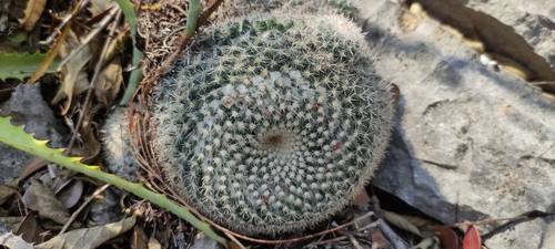 Foto de Cacto-veludo