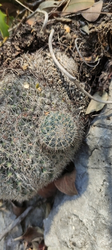 Foto de Cacto-veludo
