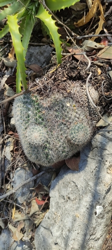 Foto de Cacto-veludo