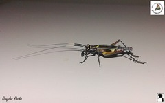 Phylloscyrtus amoenus