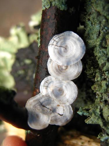 little nest polypore