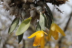 Prosthechea karwinskii