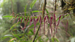 Teagueia phasmida