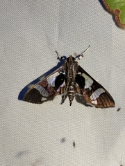Desmia bajulalis