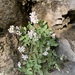 Aubrieta parviflora - Photo (c) Arya Aras, algunos derechos reservados (CC BY-NC), subido por Arya Aras