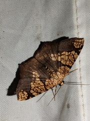 Nematocampa completa