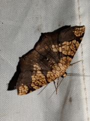 Nematocampa completa