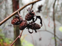 Taphrina robinsoniana