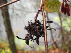 Taphrina robinsoniana