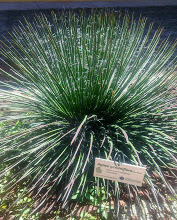 Agave geminiflora