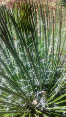 Agave geminiflora