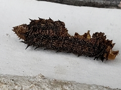 Anisota virginiensis