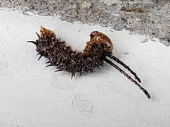 Anisota virginiensis