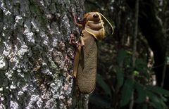 Antiphon acropyrinon