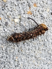 Anisota virginiensis