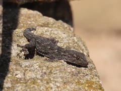 Moorish Gecko photo 3