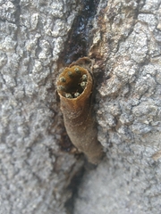 Nannotrigona testaceicornis