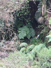 Blechnum novae-zelandiae