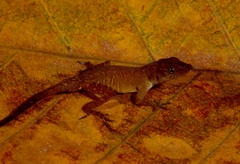 Anolis uniformis