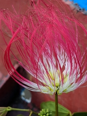 Calliandra trinervia