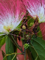 Calliandra trinervia
