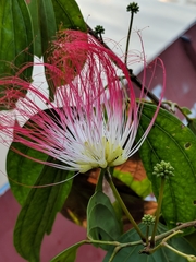 Calliandra trinervia