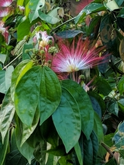 Calliandra trinervia
